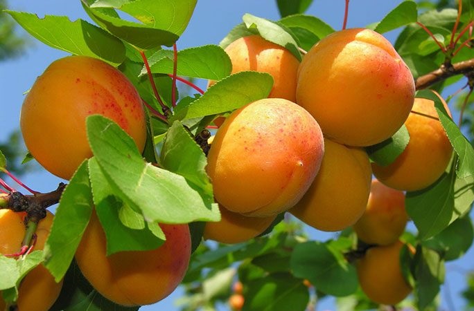 نهال-زردآلو-جهانگیری-1
