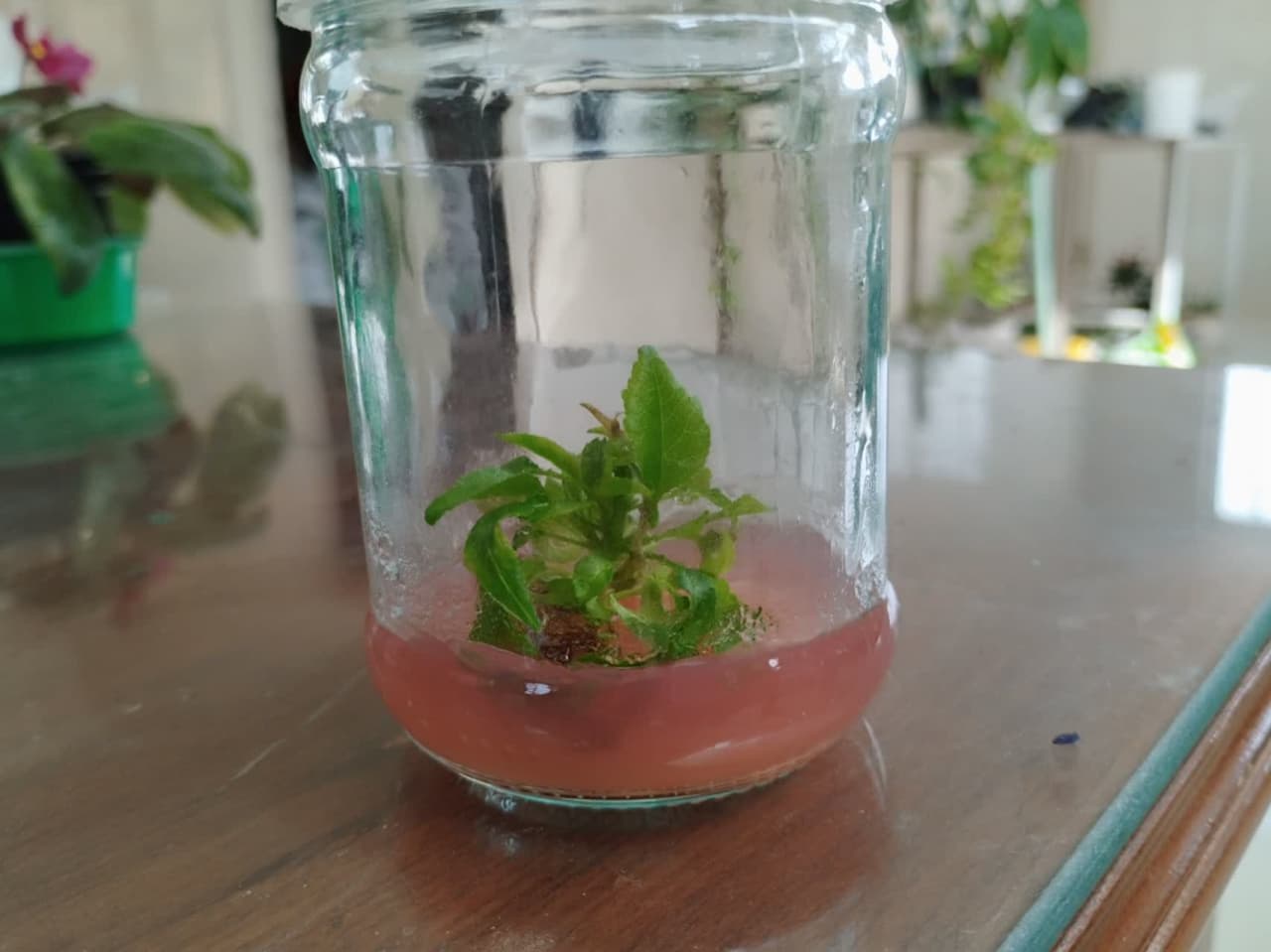vegetative
